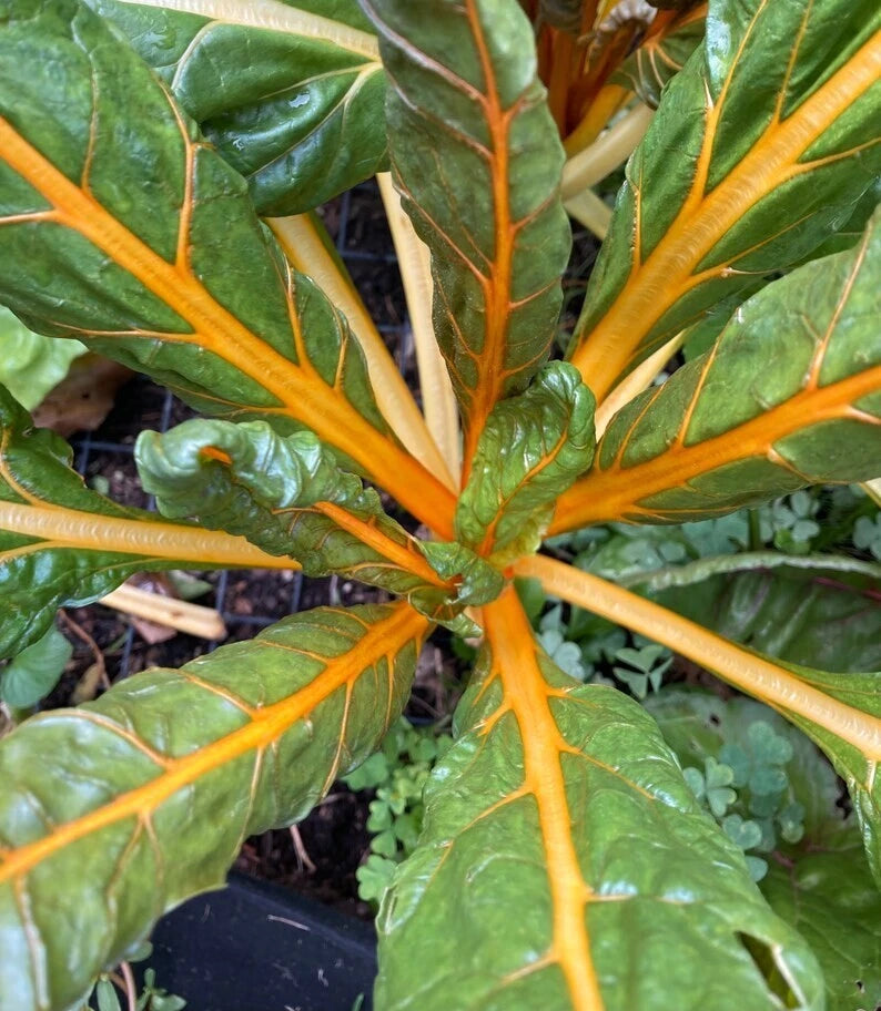 Orange Fantasia Swiss Chard Seeds - 100 Ct Heirloom NON-GMO Vegetable Seeds (Beta vulgaris subsp. cicla)