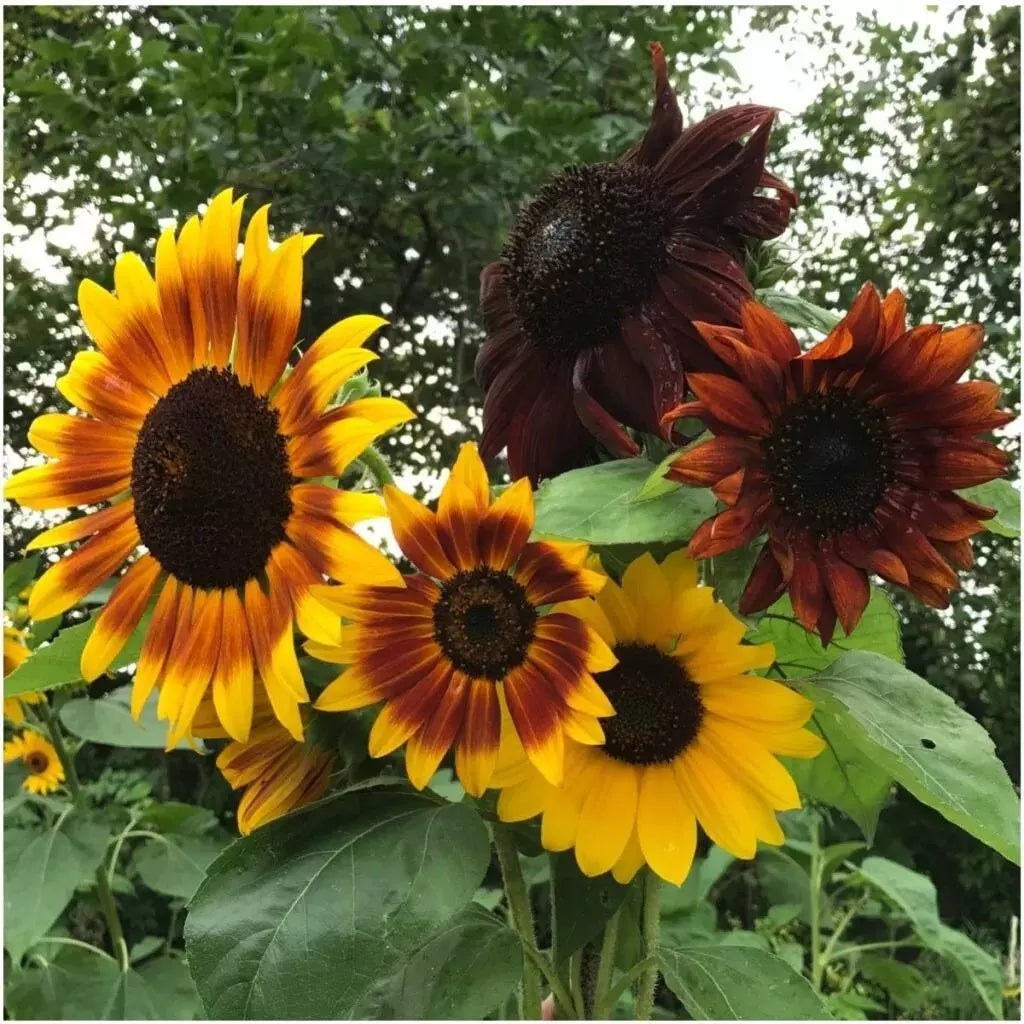 Autumn Beauty Sunflower Seeds - 100+ Non-GMO Organic - Helianthus annuus - Fresh Gardening Seeds