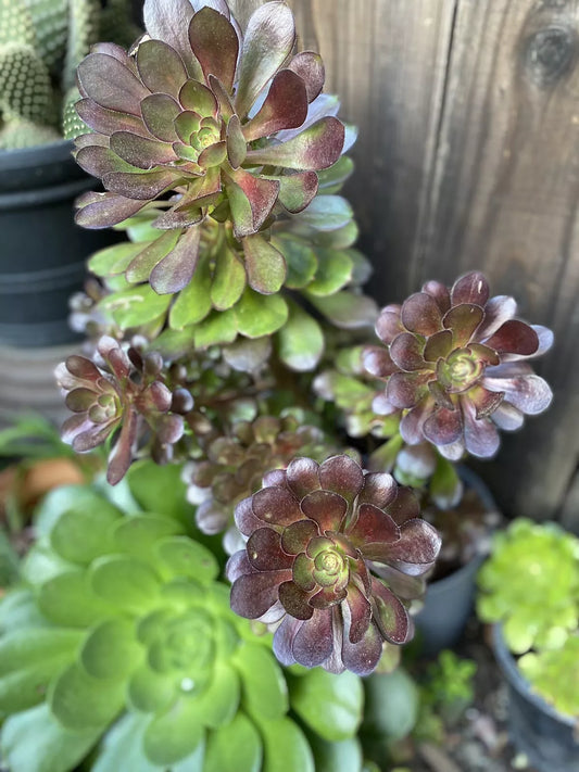 Arboreum Aeonium Succulent Cuttings - 3 Baby Plants - Green Varieties - Perfect for Indoor Gardening