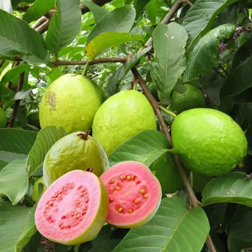 Pink Guava Tree Live Plant 7-8 Inch Sweet Psidium Guajava Tropical Fruit