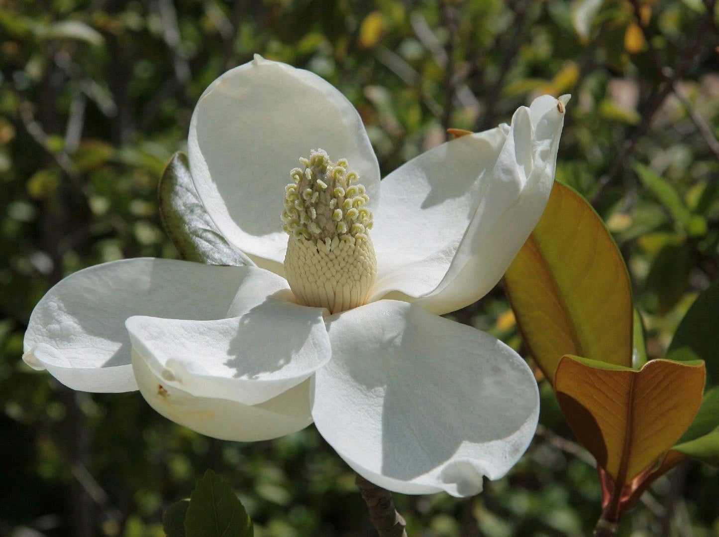 Southern Magnolia Trees 6-Pack, 10"-2ft Tall, Magnolia grandiflora, Live Plants