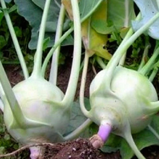 Kohlrabi Seeds - Early White Vienna - NON-GMO Heirloom Variety - Brassica oleracea