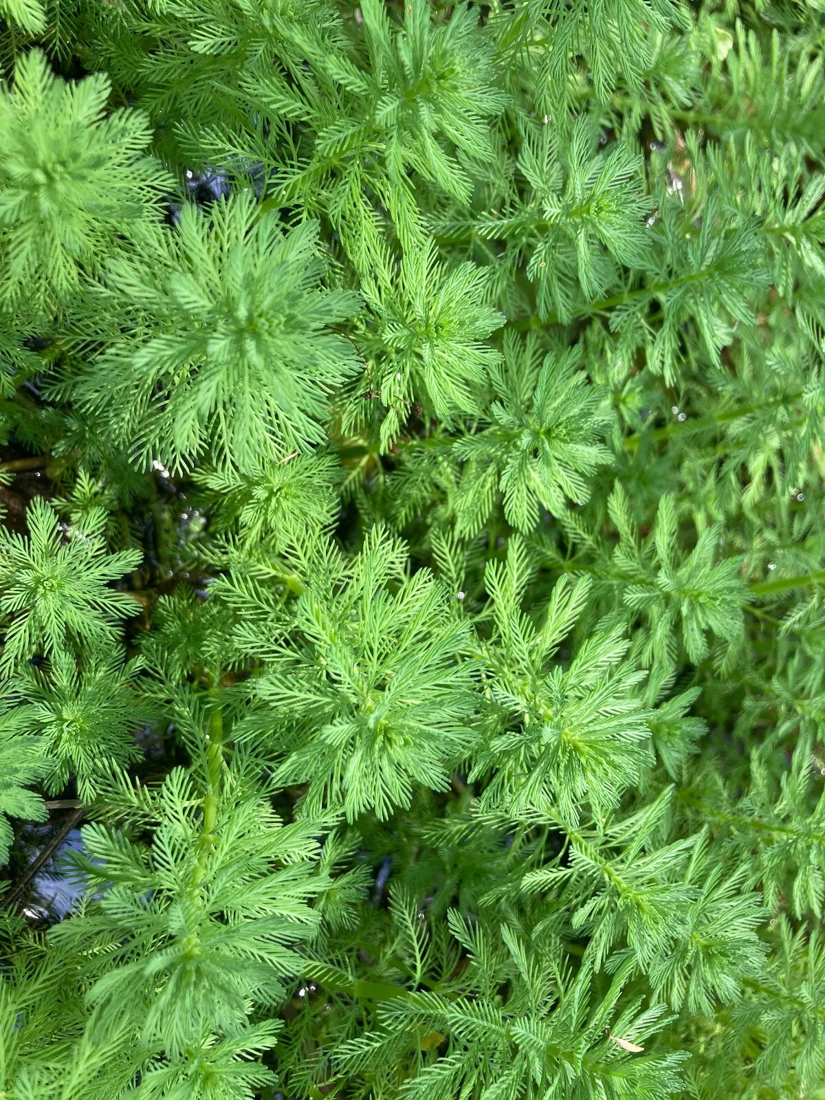 20 Parrot Feather Aquatic Plants - Myriophyllum aquaticum - Hardy Perennial for Ponds and Aquariums, Emersed Growth Ideal