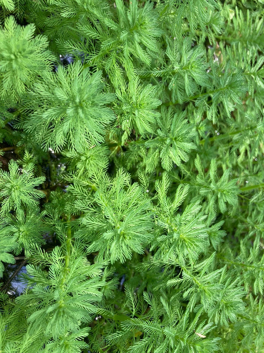 20 Parrot Feather Aquatic Plants - Myriophyllum aquaticum - Hardy Perennial for Ponds and Aquariums, Emersed Growth Ideal