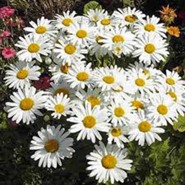 Shasta Daisy Seeds - 100 Count - Bright White/Yellow Flowers - Leucanthemum × superbum