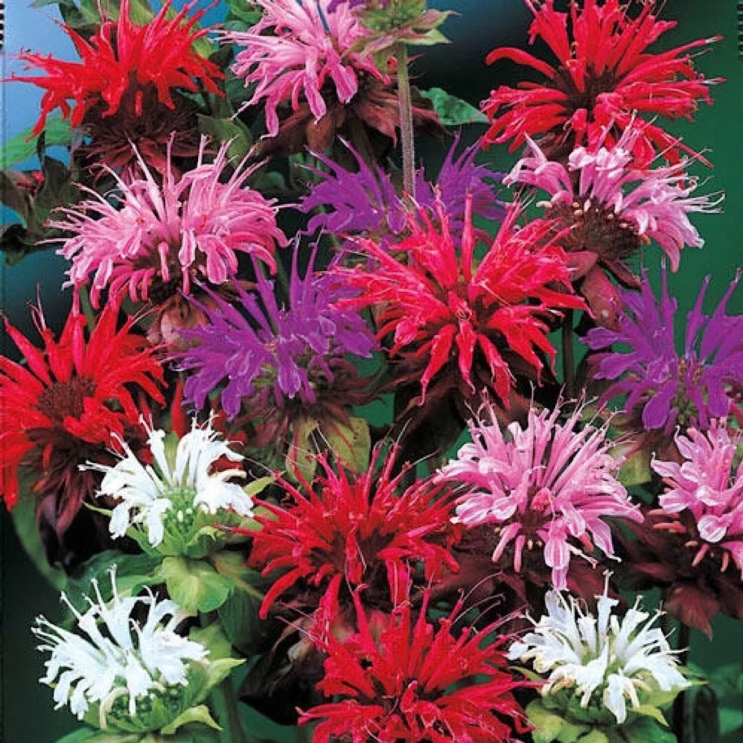 Bee Balm Seeds Mix - 25+ Pack - Lemon Hummingbird Mint, Monarda Didyma - Mixed Colors for Pollinator Gardens