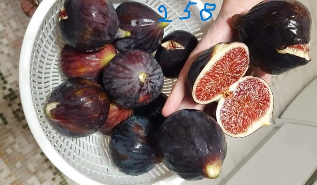 Italian 258 Cutting - Unrooted Fig Plant Cutting - Ficus carica
