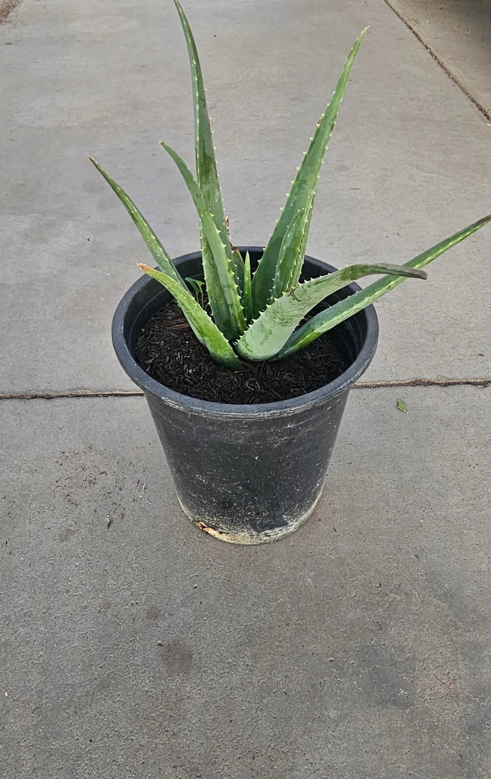 Aloe Vera Plant 5 Gallon Bare Root Very Healthy Live Plant (Aloe barbadensis miller)