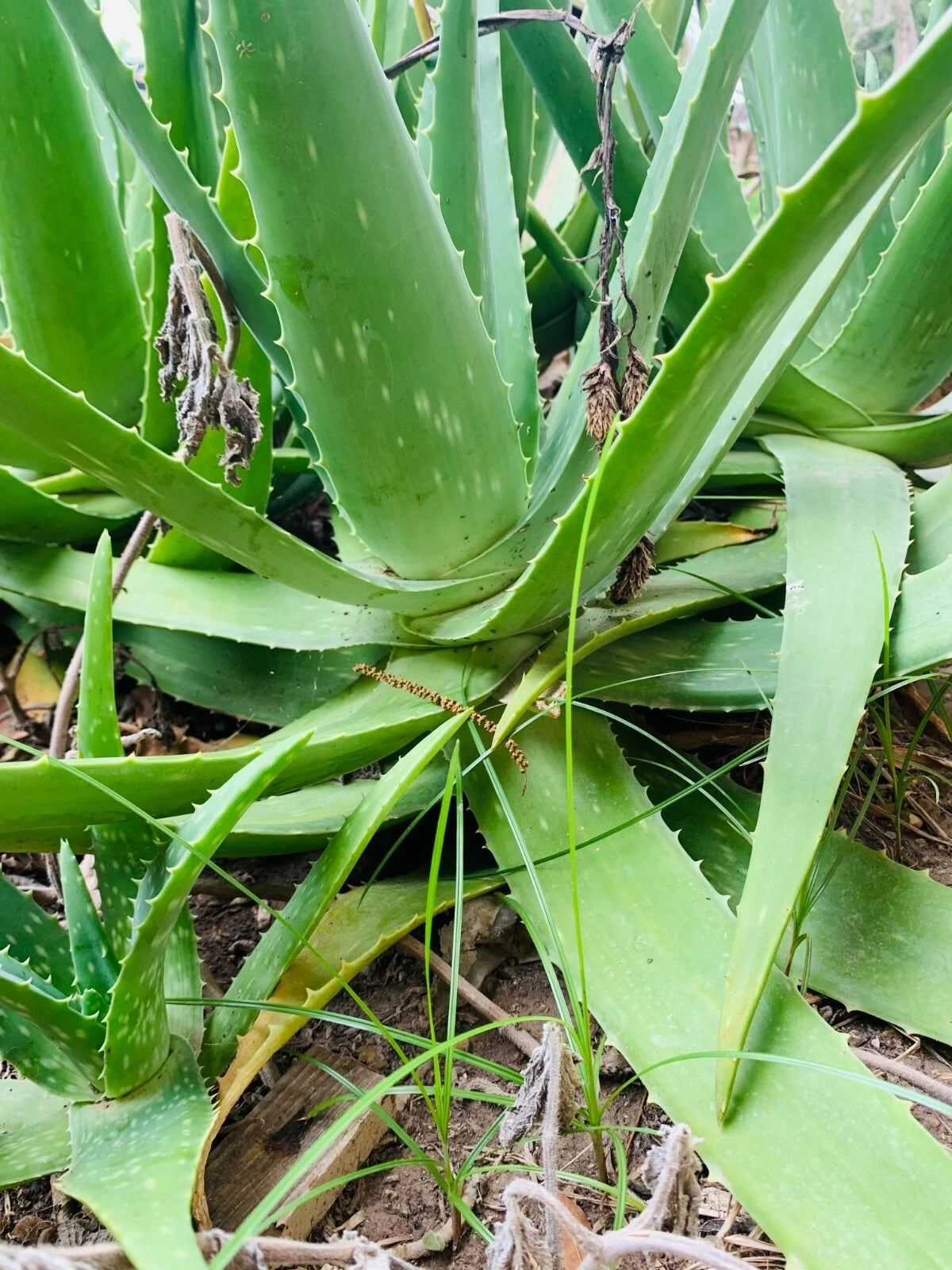 Aloe Vera Plant 14-18 inch Organic Medicinal Succulent Cactus (Aloe barbadensis miller)