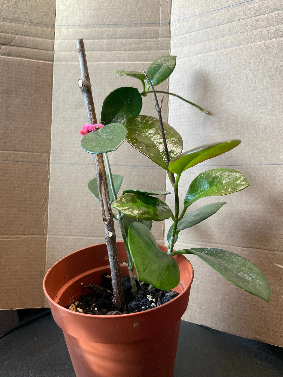 Hoya Carnosa "Snow Ball" Well-Rooted Cutting Plant 10-12" | Easy Care Houseplant | Indoor Plant Decor