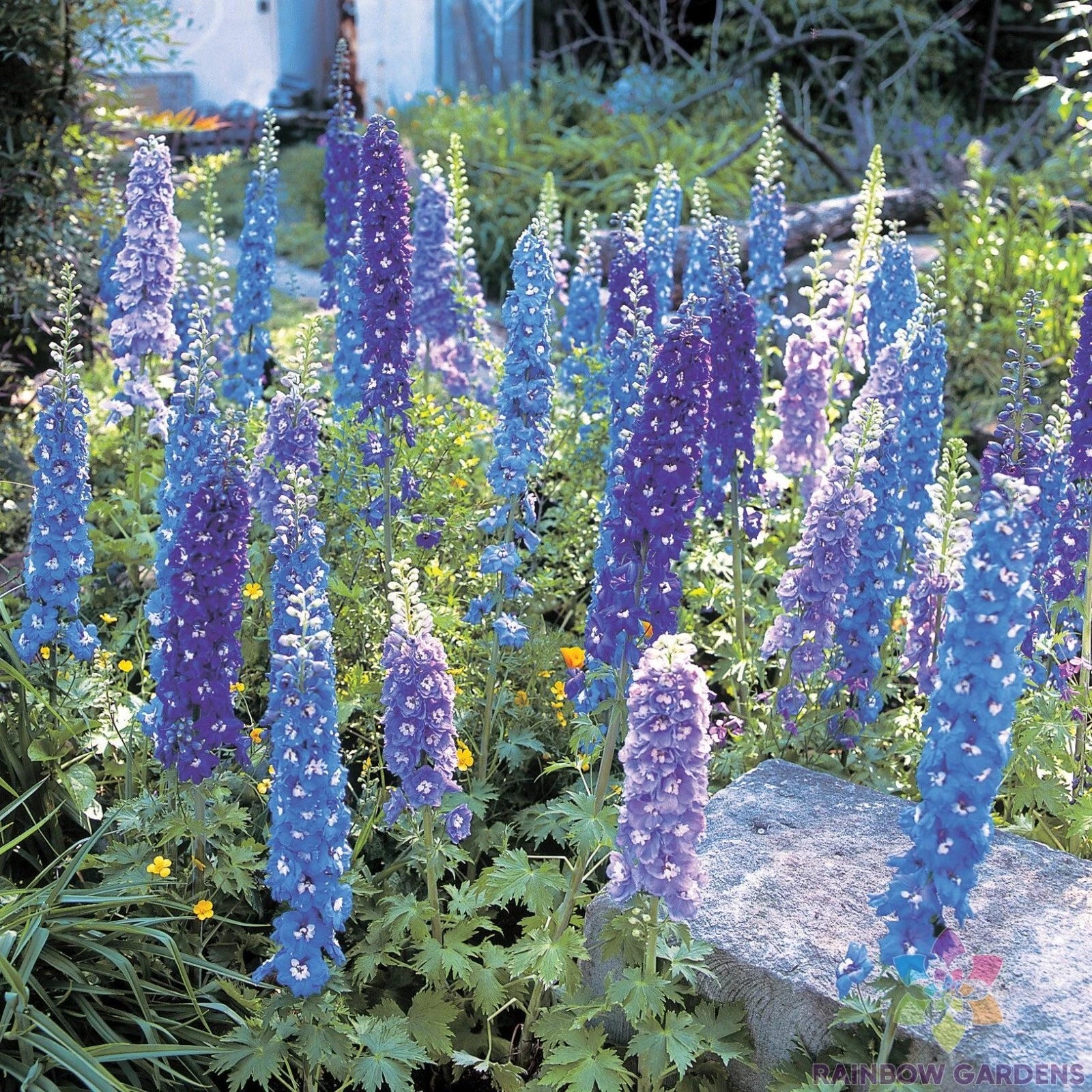 Blue Mix Delphinium Seeds - 200+ Count for Garden Planting - Delphinium elatum - USA Grown