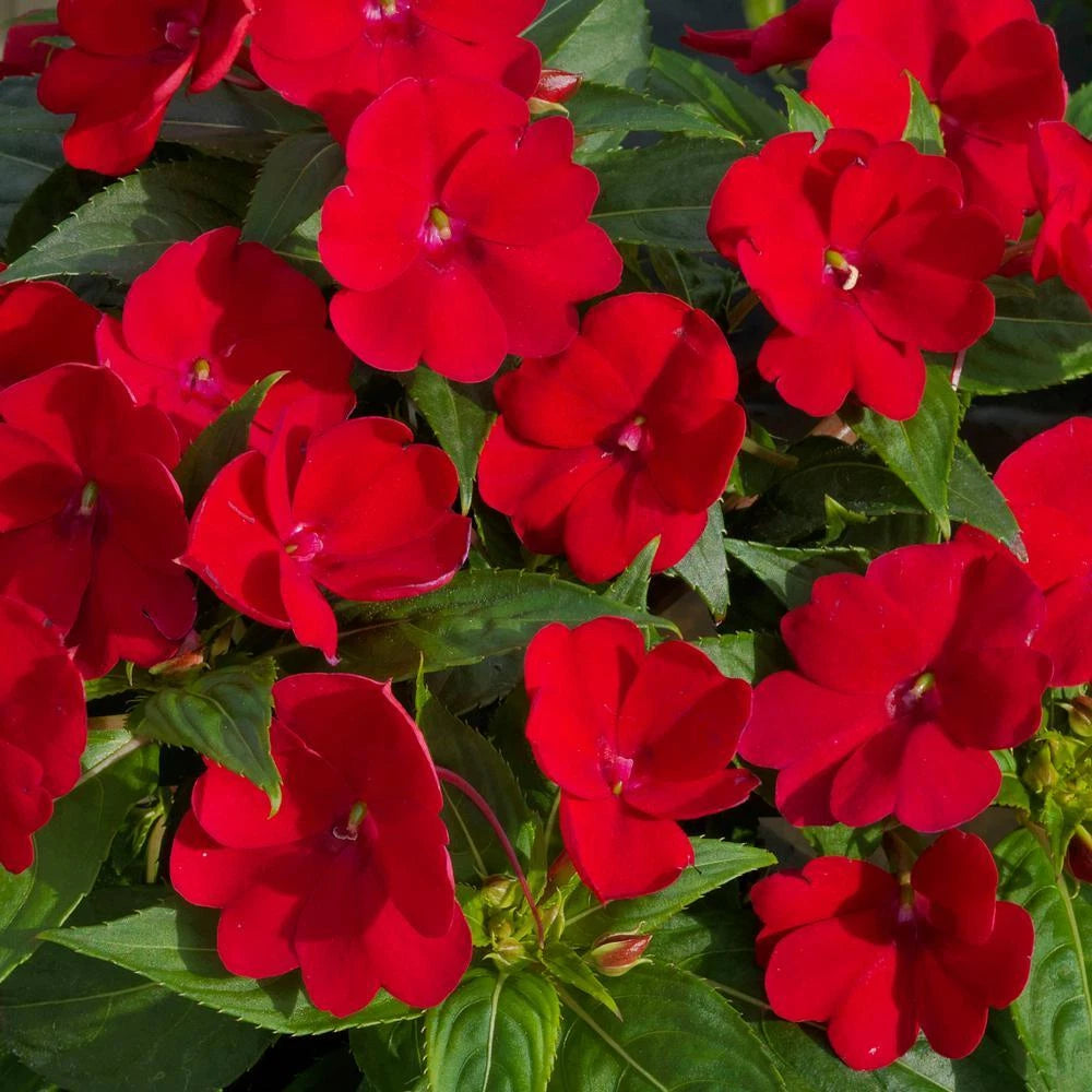 Busy Lizzy Impatiens Seeds - 1000 Count - Royal Red - Impatiens walleriana - Sun & Shade Variety - Non-California Shipping