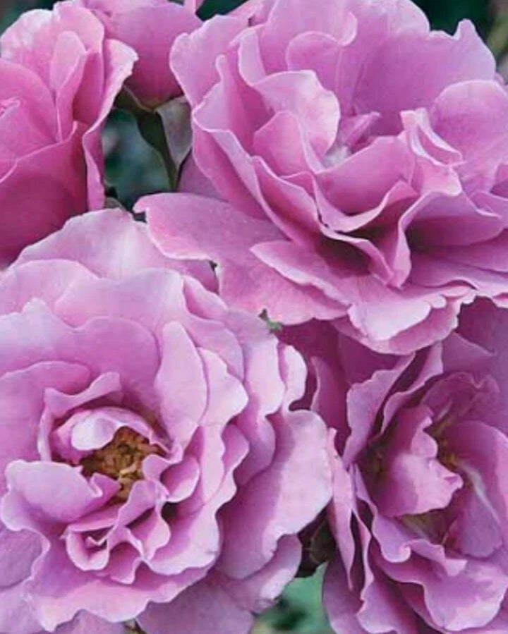 Angel Face Rose Cuttings - 5 Unrooted Stem Cuttings - Hybrid Tea Rose (Rosa 'Angel Face')