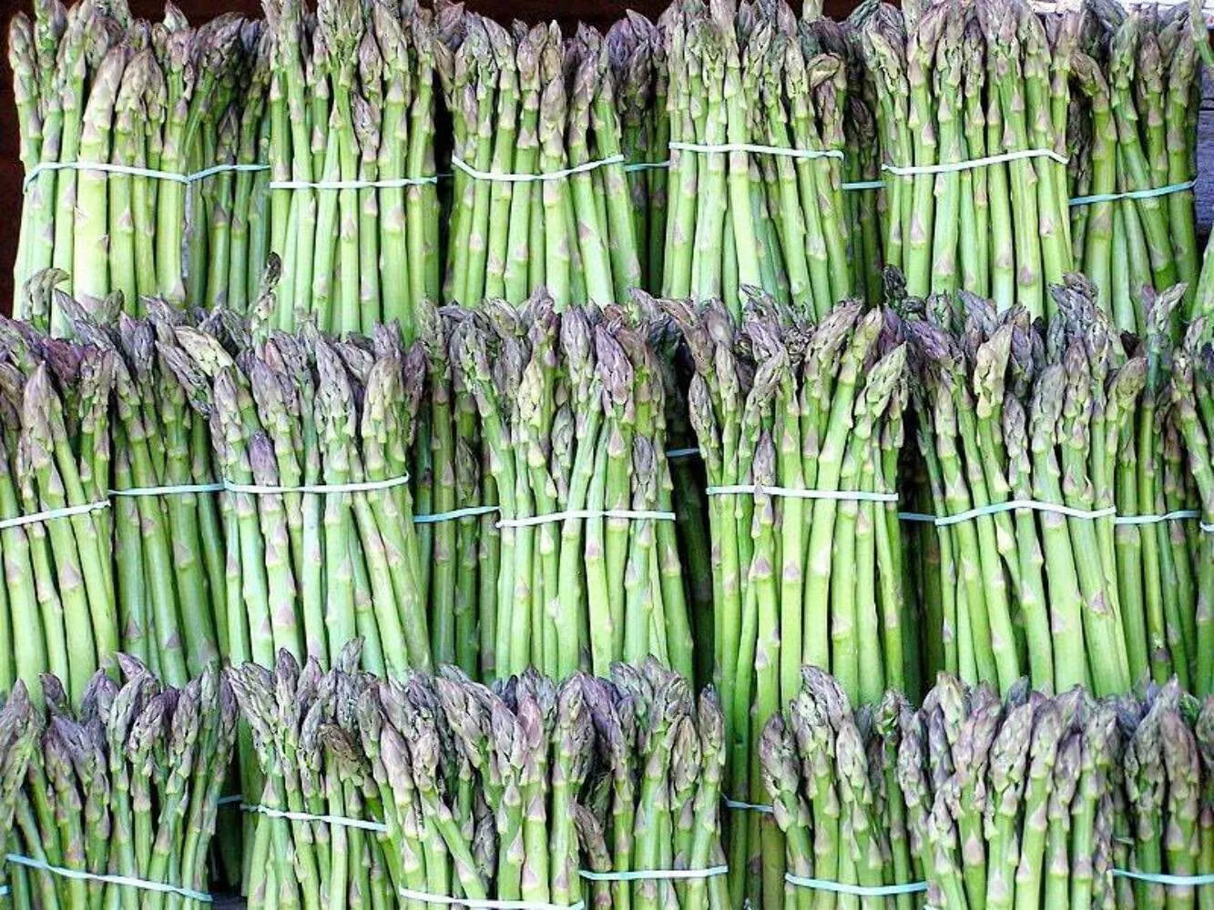 50+ Organic Asparagus Seeds UC72 - Heirloom Variety - Non-GMO - Mary's Granddaughter
