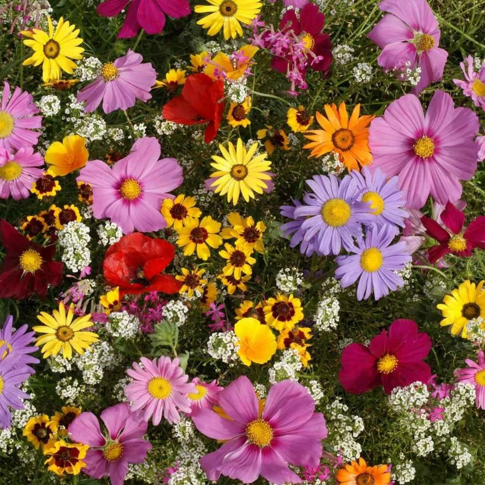 Annual Wildflower Seed Mix, 19 Varieties, Full Sun Blooming Flowers, Native and Non-Native Species