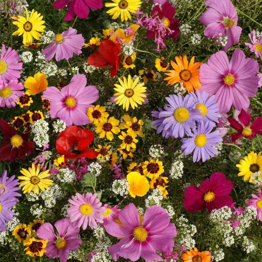 Annual Wildflower Seed Mix, 19 Varieties, Full Sun Blooming Flowers, Native and Non-Native Species