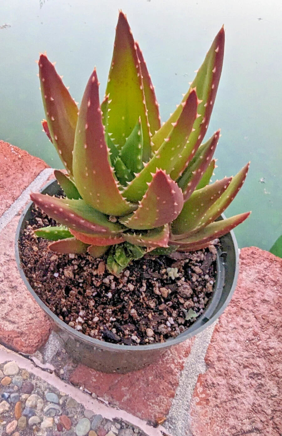 Aloe Nobilis Plant - 5" Golden Toothed Aloe - Mature Specimen - Succulent Houseplant