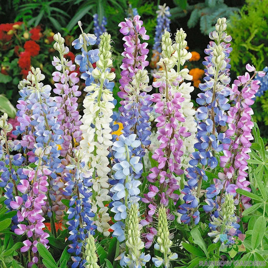 Lupine Seeds Mix - 25+ Hartwegii Varieties for Garden Planting - USA Grown