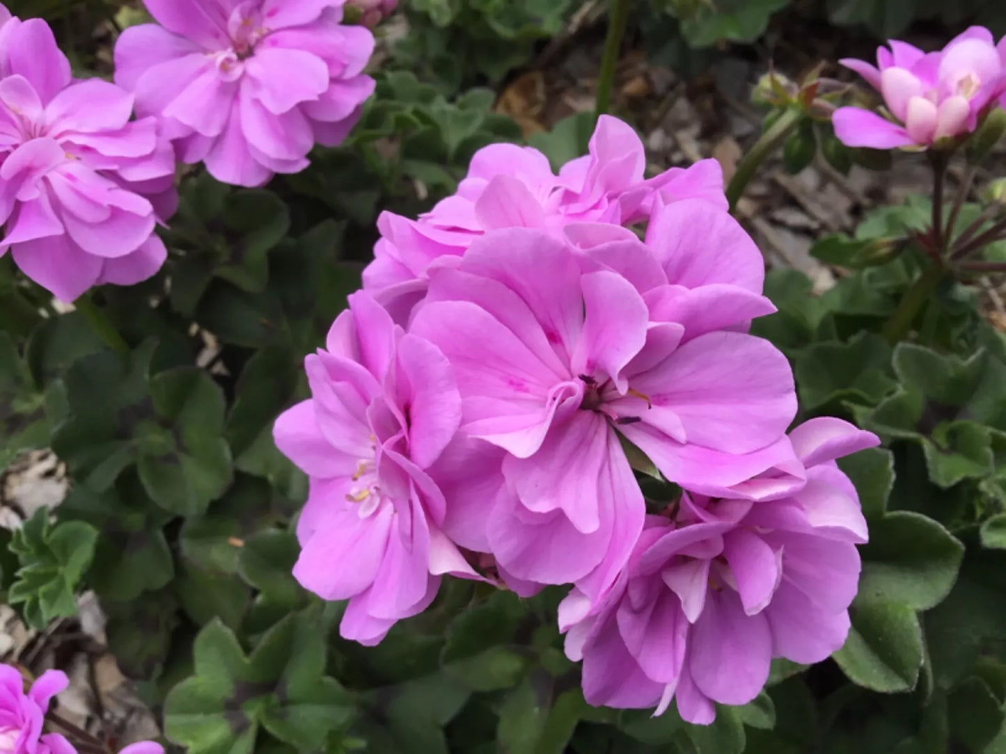 Ivy Geranium Cuttings 4 Pack Double Bright Pink Pelargonium peltatum