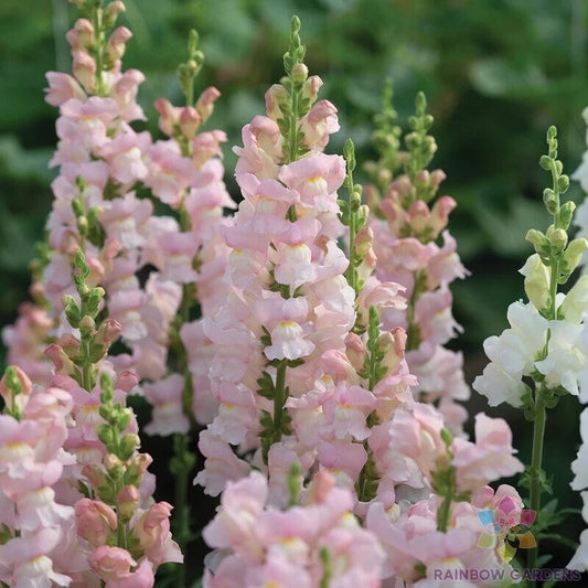 Avignon Pink Snapdragon Seeds - 1000+ Count - Antirrhinum majus - Flower Seeds for Garden Planting - USA