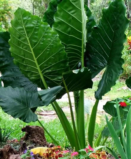 3 Seedlings 3-6" Borneo Giant Elephant Ear Taro Alocasia Macrorrhiza Plants - Tropical Foliage for Indoor/Outdoor Garden