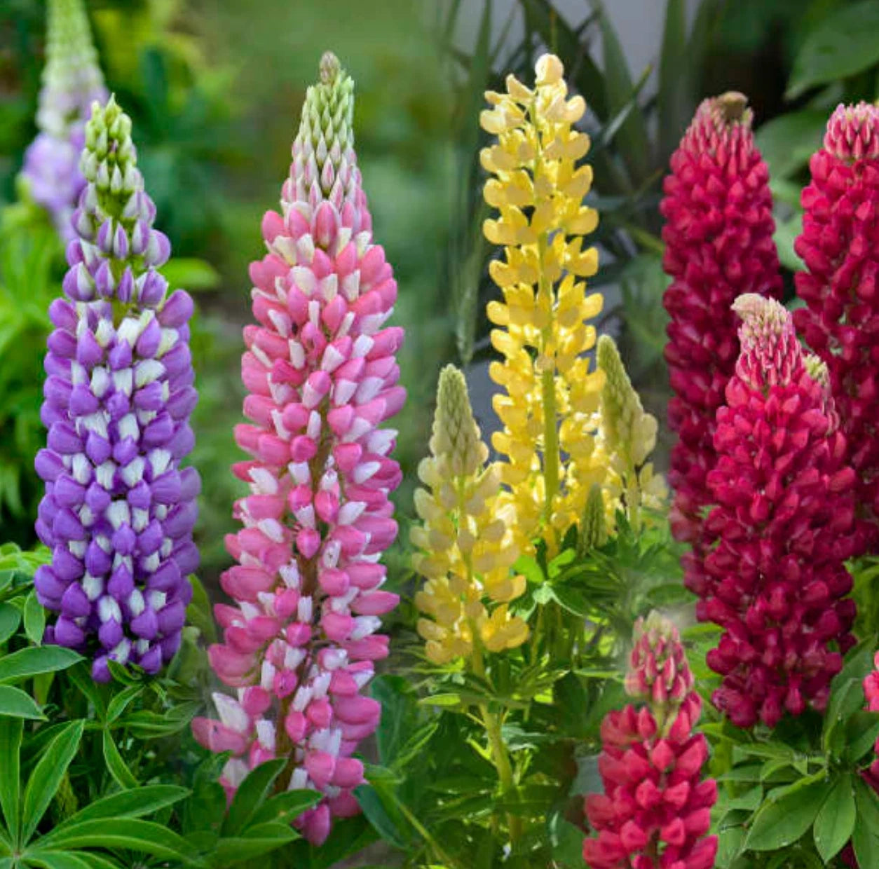 Lupine Starter Plugs, 4 Baby Plants, Mini Extra Mix, Lupinus polyphyllus, Perennial, Hardy Zones 4a-8b, Sun Exposure