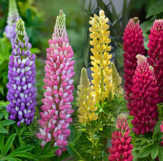Lupine Starter Plugs, 4 Baby Plants, Mini Extra Mix, Lupinus polyphyllus, Perennial, Hardy Zones 4a-8b, Sun Exposure