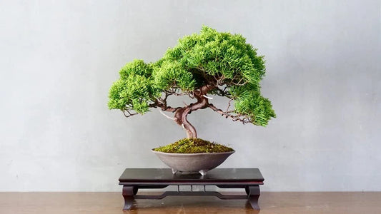 Bonsai Tree Seeds - 25 Juniper Bonsai Seeds - Juniperus spp.
