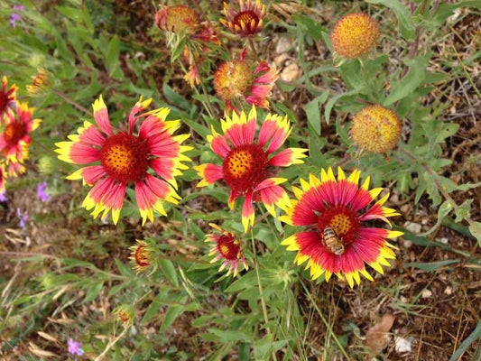 Blanket Flower Seeds - 50+ Seeds - Gaillardia pulchella - Made in USA, Ships from Iowa