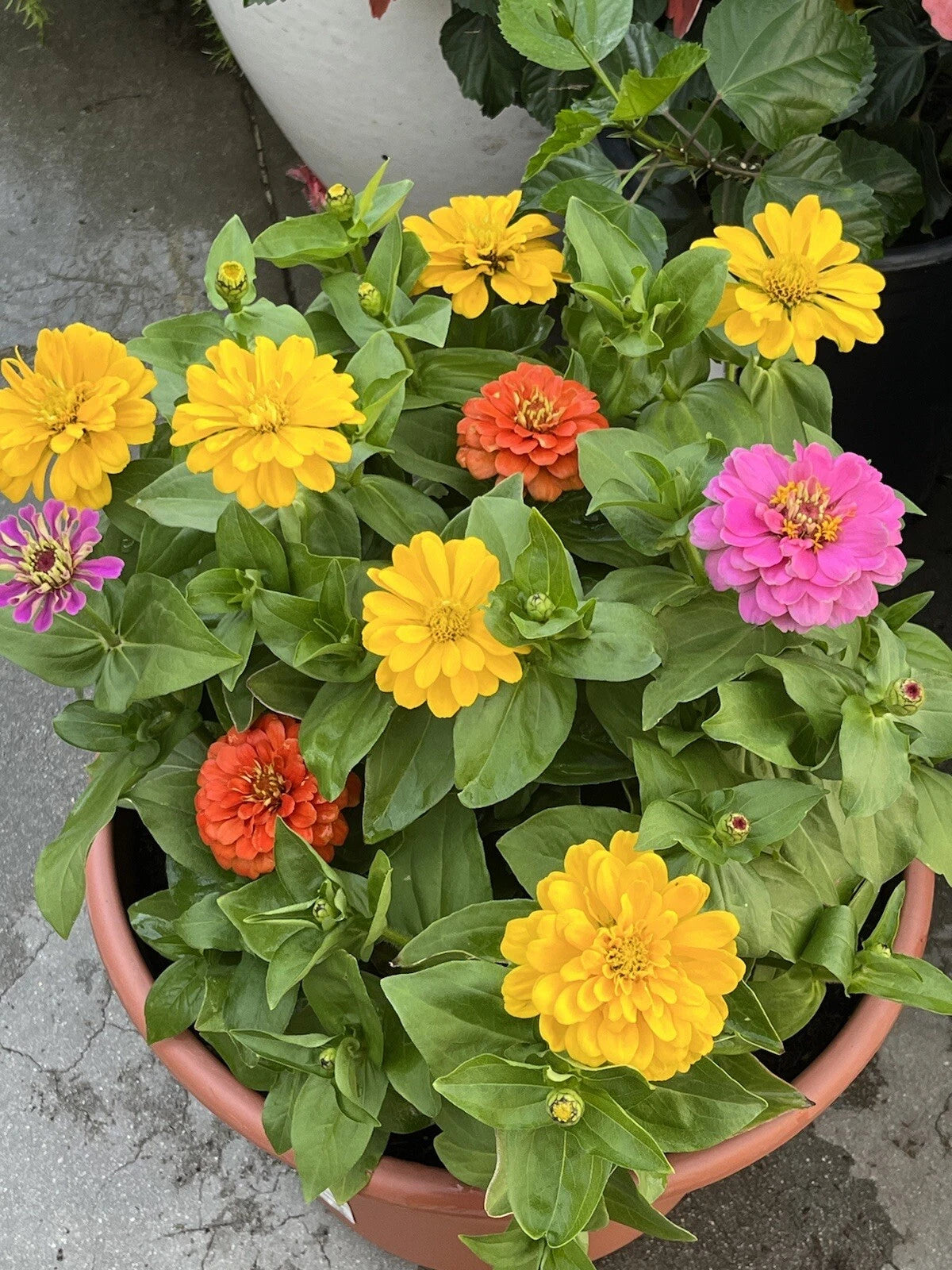 California Giant Zinnia Seeds - 50+ Non-GMO Flower Seeds - Colorful Annuals for Garden (Zinnia elegans)