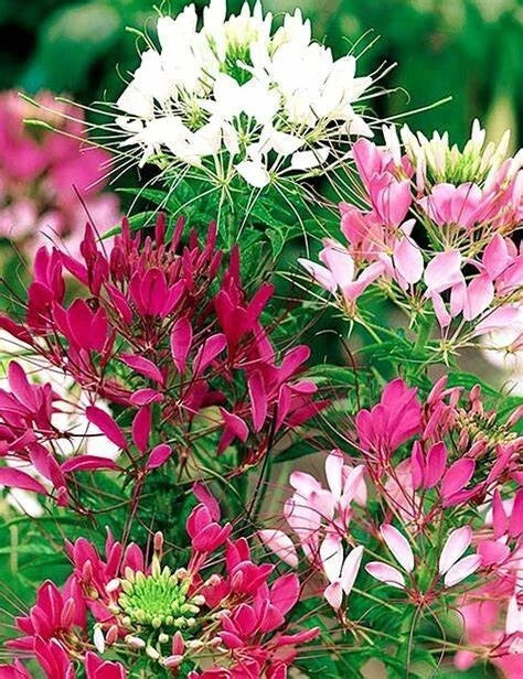 Bright Pink White Mix Spider Seeds - 100 Pack - Clome Spinosa Perennial - US Seller
