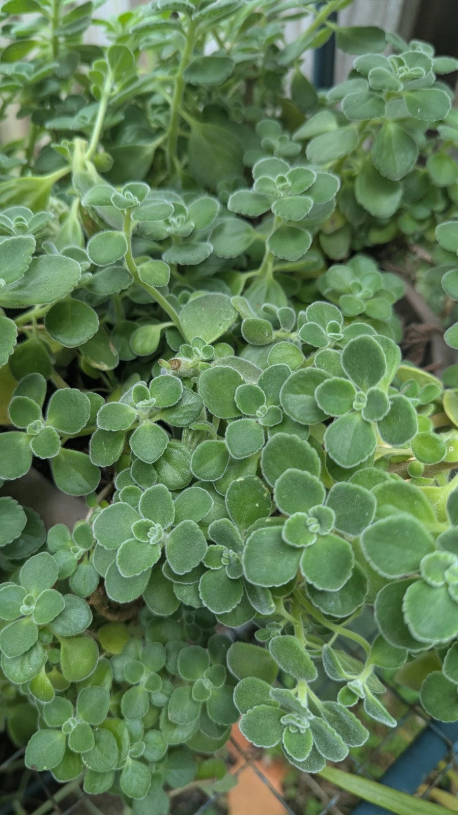 Plectranthus Tomentosa Vicks Live Plant - Aromatic Groundcover with Minty Fragrance, Ideal for Indoor Gardens