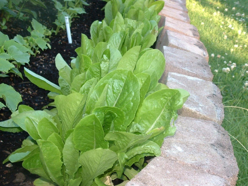 875 Seeds Lettuce Parris Island Romaine - Heirloom Vegetable Seeds - GroCo USA