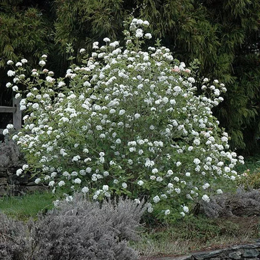 Korean Spice Viburnum 18"+ Bare Root Live Plant Viburnum carlesii White Flowers Fragrant Shrub