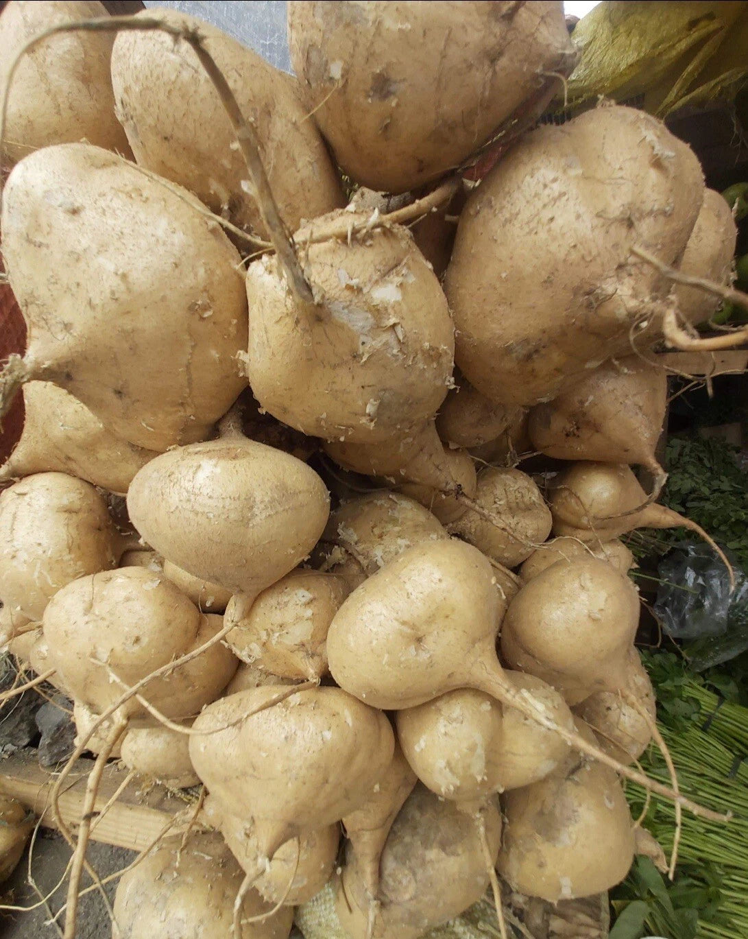 Jicama Seeds - 100+ Seeds - Mexican Turnip - Mun Gayo - Free Seeds Included!