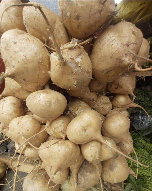 Jicama Seeds - 100+ Seeds - Mexican Turnip - Mun Gayo - Free Seeds Included!