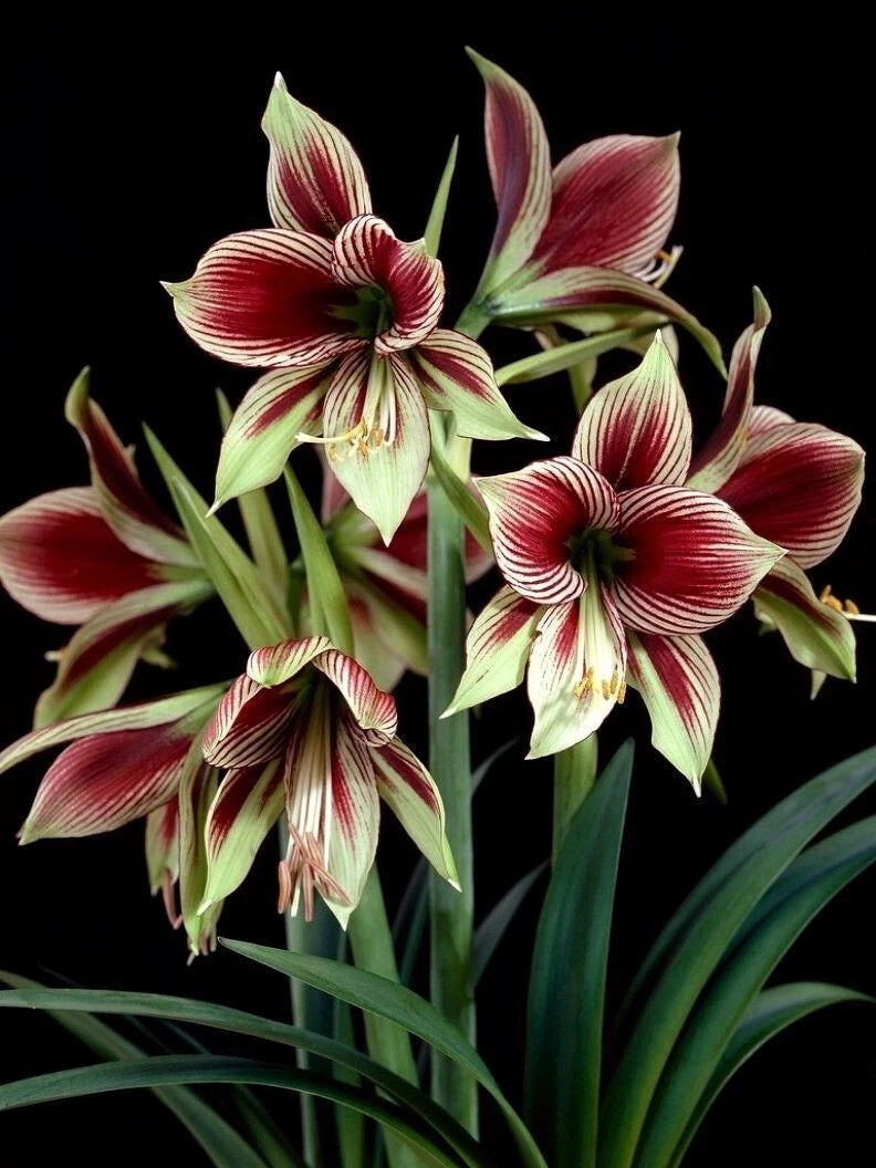 Amaryllis Bulb 10-15 cm Butterfly Amaryllis Papilio with Growth, Green & Burgundy Flowers, Live Houseplant for Indoor Gardening