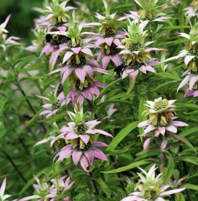 Bee Balm Seeds - Spotted Variety - Non-GMO Pollinator Attractant - Monarda punctata - 300 Count