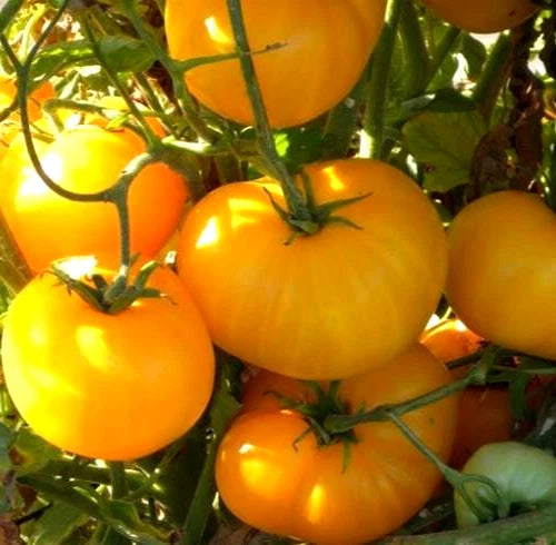AZOYCHKA TOMATO SEEDS 50+ INDETERMINATE Russian Heirloom Vegetable Garden Seeds