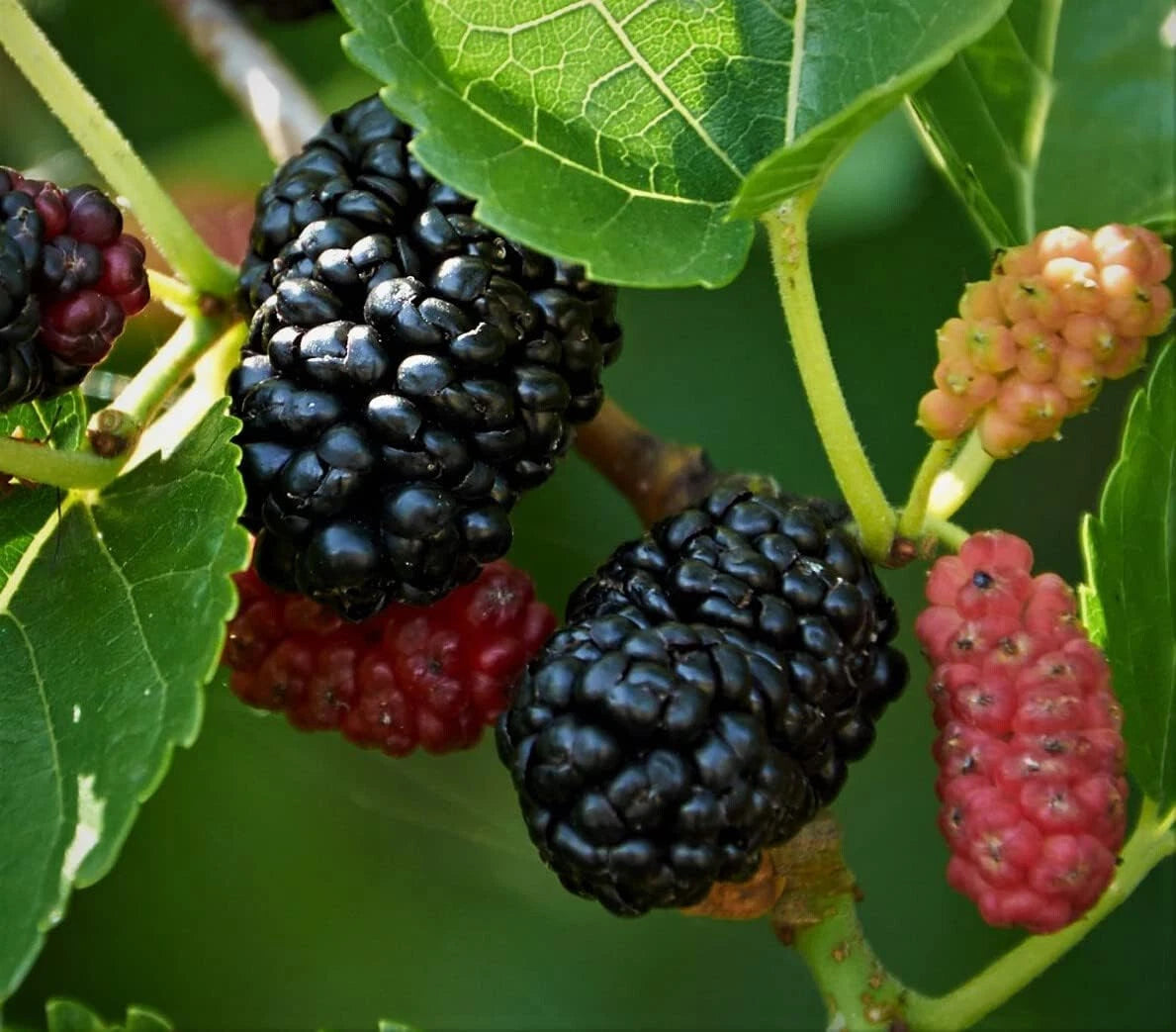 Mulberry Seeds - 25+ Count - Morus Rubra - Sweet Edible Fruit Tree - USA Grown