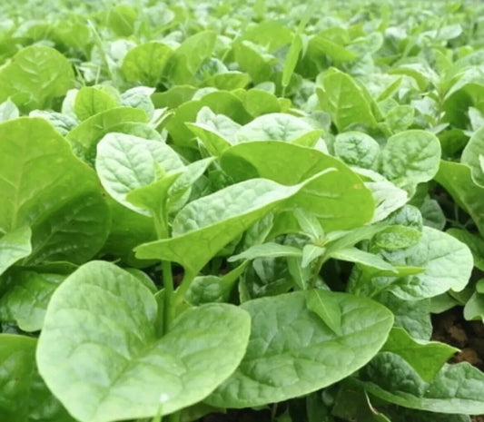 Malabar Spinach Seeds - 50 Pack - Thick Leaves - Basella Alba - 2024 - USA