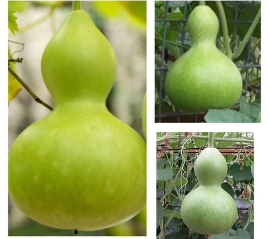 10+ Seeds Bottle Gourd Birdhouse Craft Calabash Squash, Lagenaria siceraria, Asian Buddha Vegetable Seeds