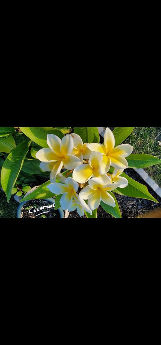Celadine Plumeria Cutting - Beautiful Yellow Gold White Flowers - Plumeria rubra