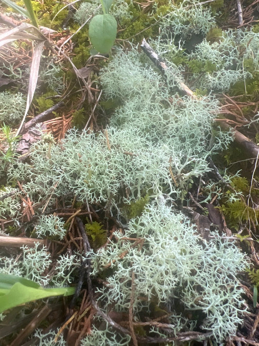 Dried Reindeer Moss Lichen - 100g - Green - Ideal for Terrariums, Fairy Gardens, Crafts & Decor (Cladonia rangiferina)