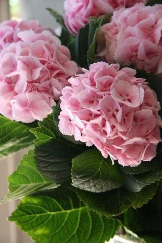 Light Pink Hydrangea Seeds - 5 Perennial Hardy Flower Seeds for Garden - Hydrangea macrophylla