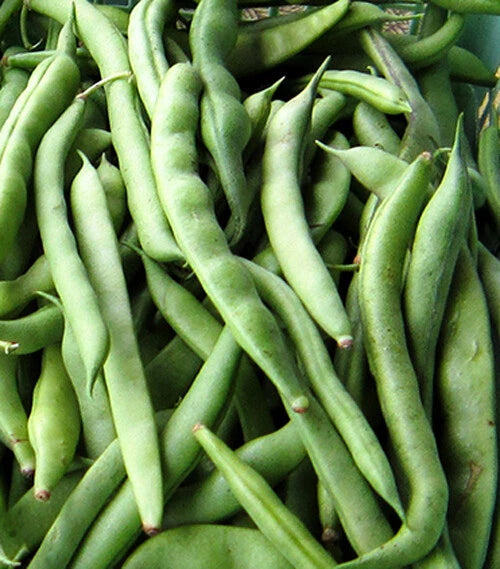 Kentucky Wonder Pole Bean Seeds - 15+ Pack - Chinese Four Seasons Green Bean - Phaseolus vulgaris