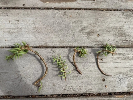 Cuttings Pine Tree Succulent - 4 x Cactus Cuttings - Perfect for Propagation and Indoor Gardening - Ideal for Home Decor