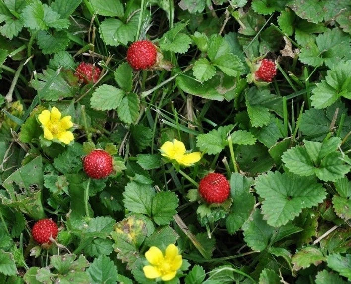 Indian Strawberry Plants - 100+ Mock Strawberry Seeds, Duchesnea indica, Potentilla indica, USA Grown