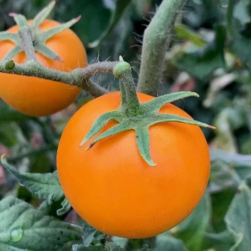 Orange Cherry Tomato Seeds - 30+ Heirloom Organic - Rare Variety - Perfect for Home Gardens - Solanum lycopersicum