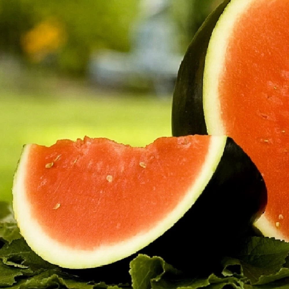 Sugar Baby Watermelon Seeds | NON-GMO Heirloom Seeds | Organic Garden Seeds | Citrullus lanatus